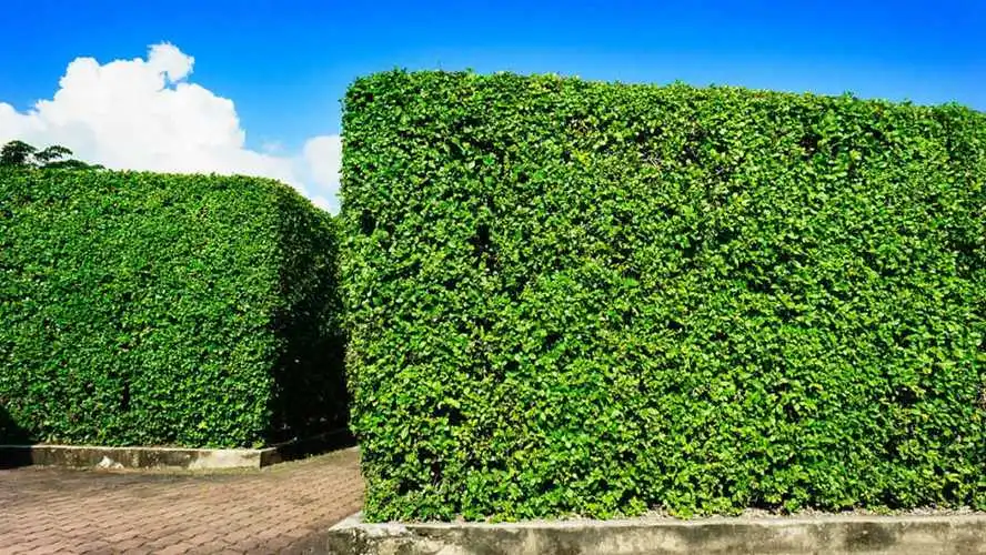 綠化工程用草什么樣