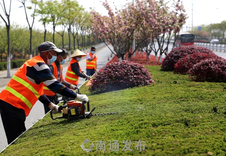 綠化工程用啥樹木好些