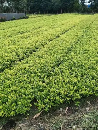 古典園林景觀設(shè)計實例